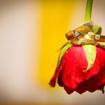 _DSC8611r